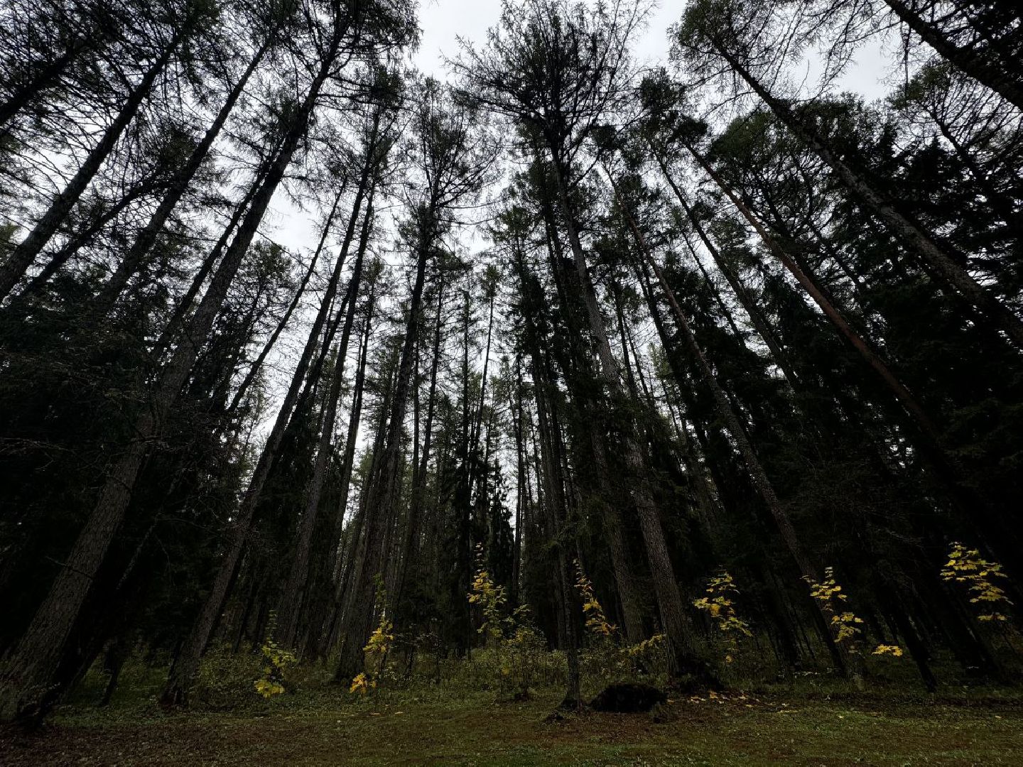 можайск, можайский городской округ, карл тюрмер, лесничий, лесное хозяйство, памятник, тюрмеровский лес, передовые методы лесопользования,восстановление лесов,