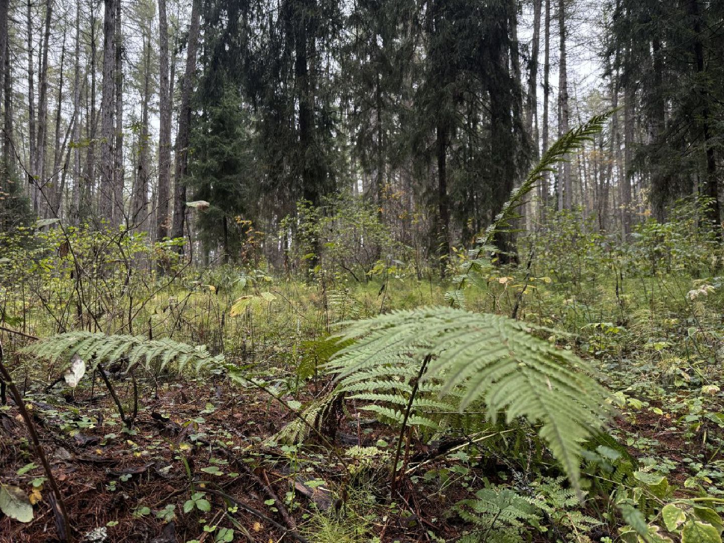 можайск, можайский городской округ, карл тюрмер, лесничий, лесное хозяйство, памятник, тюрмеровский лес, передовые методы лесопользования,восстановление лесов,
