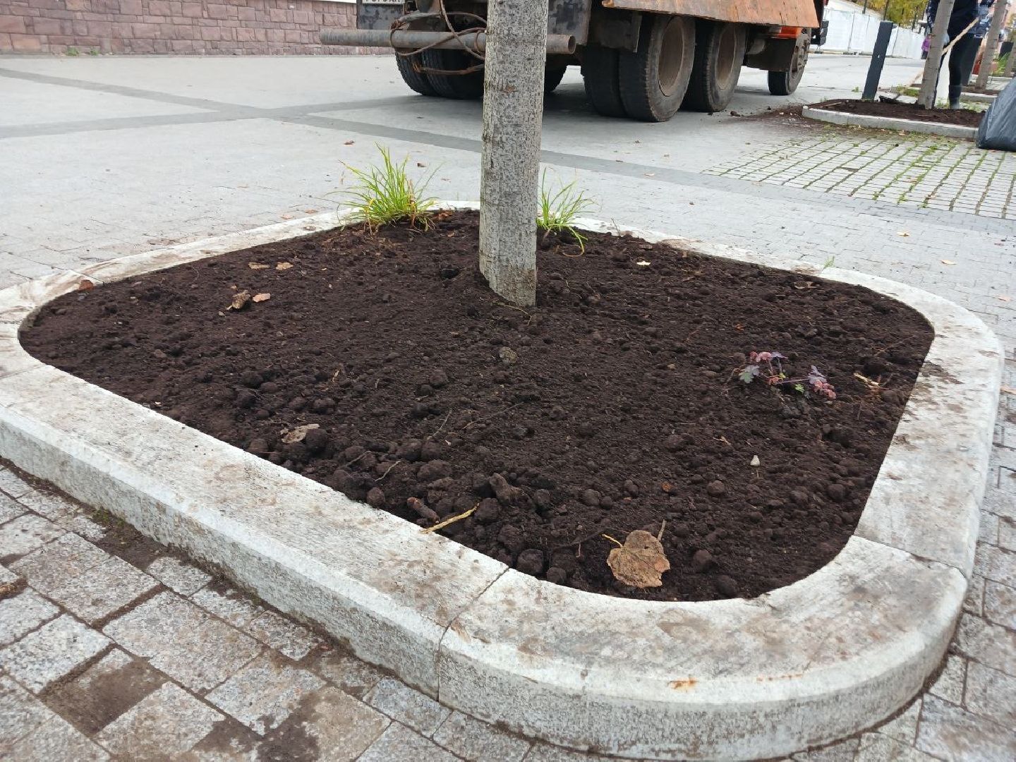 Клумбы, Почва, Цветы,