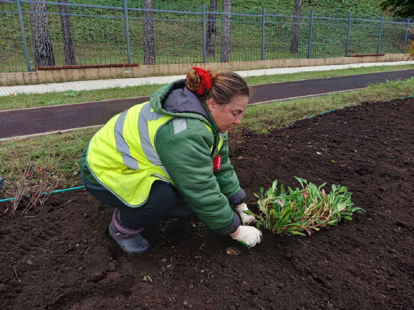 Клумбы, Почва, Цветы,