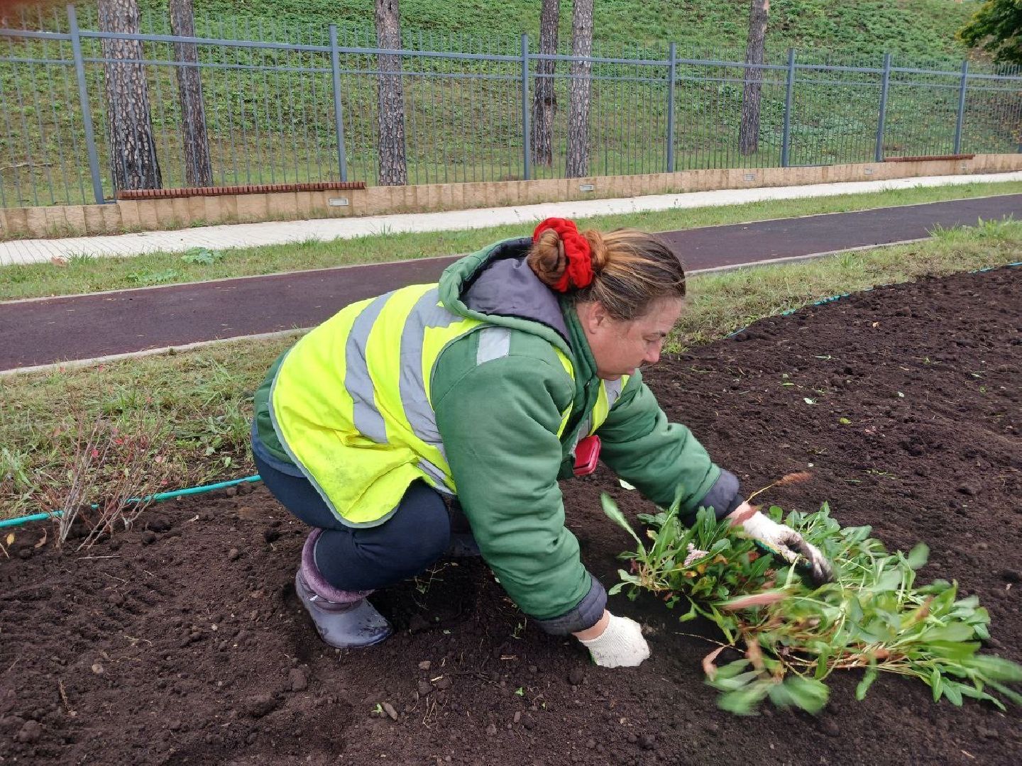 Клумбы, Почва, Цветы,