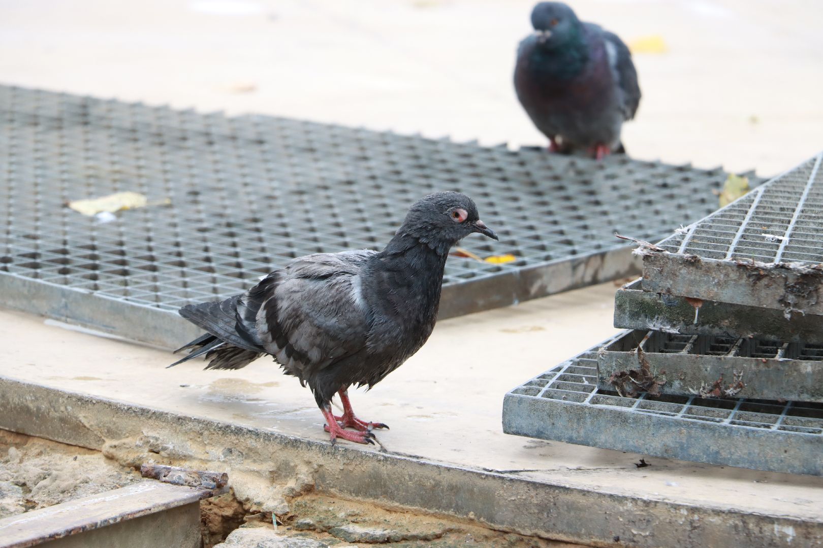 коммунальная служба, фонтан, чистота,