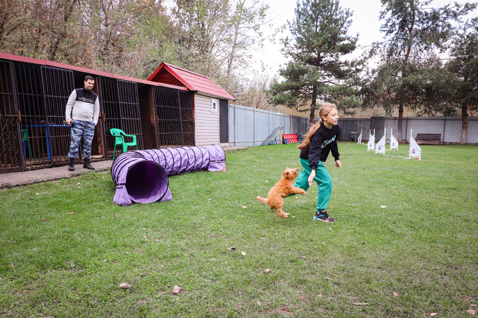 Клин, общество, спорт, собаки, аджилити,