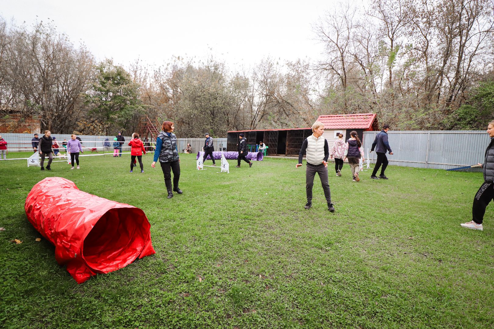 Клин, общество, спорт, собаки, аджилити,