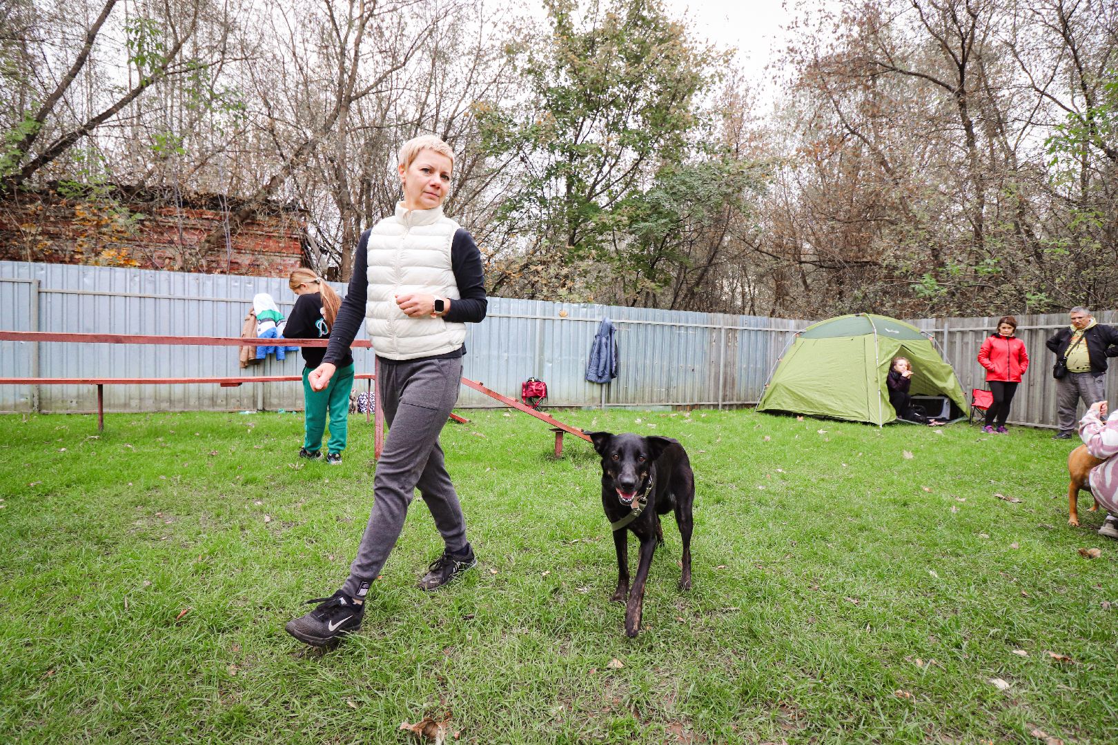 Клин, общество, спорт, собаки, аджилити,