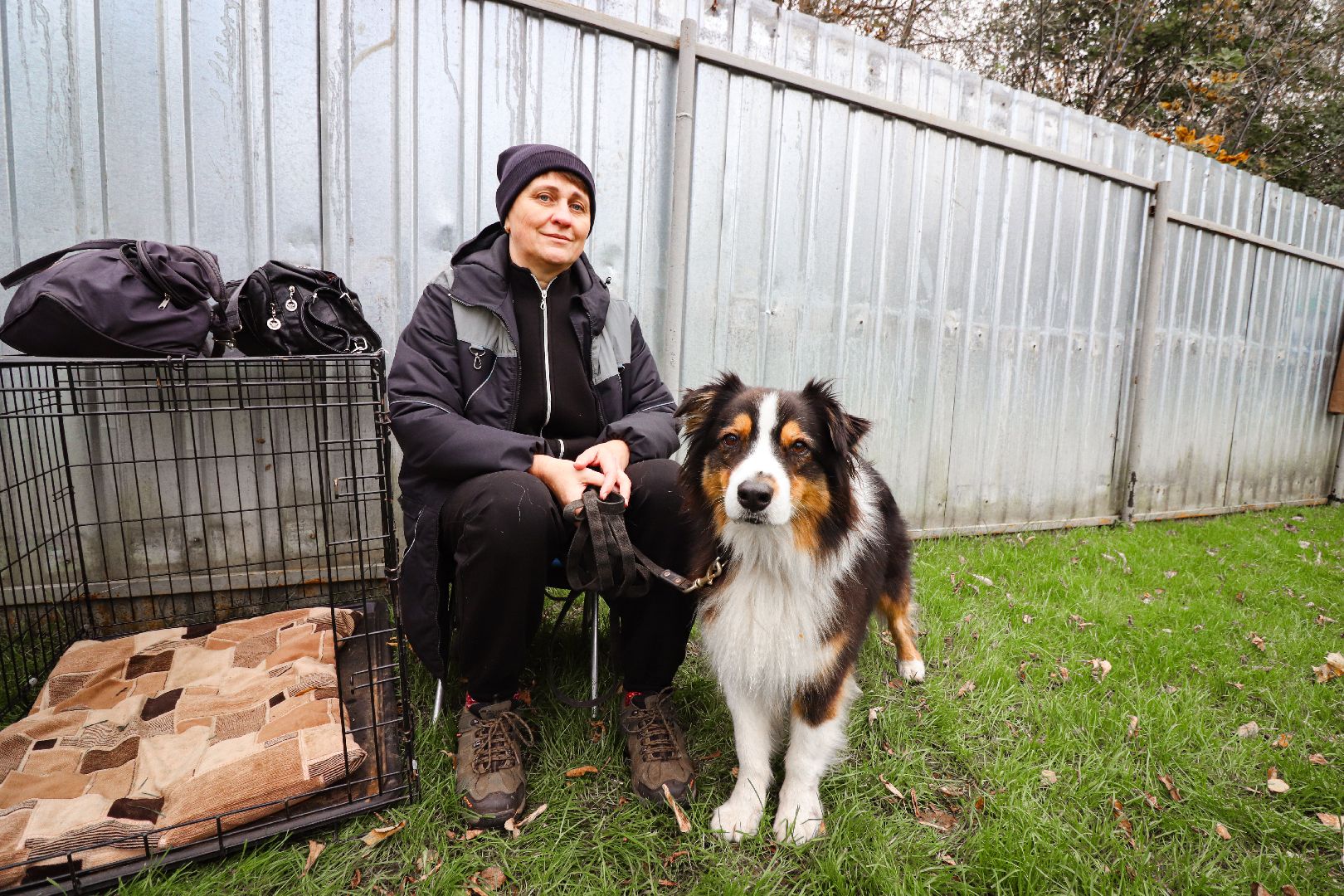 Клин, общество, спорт, собаки, аджилити,