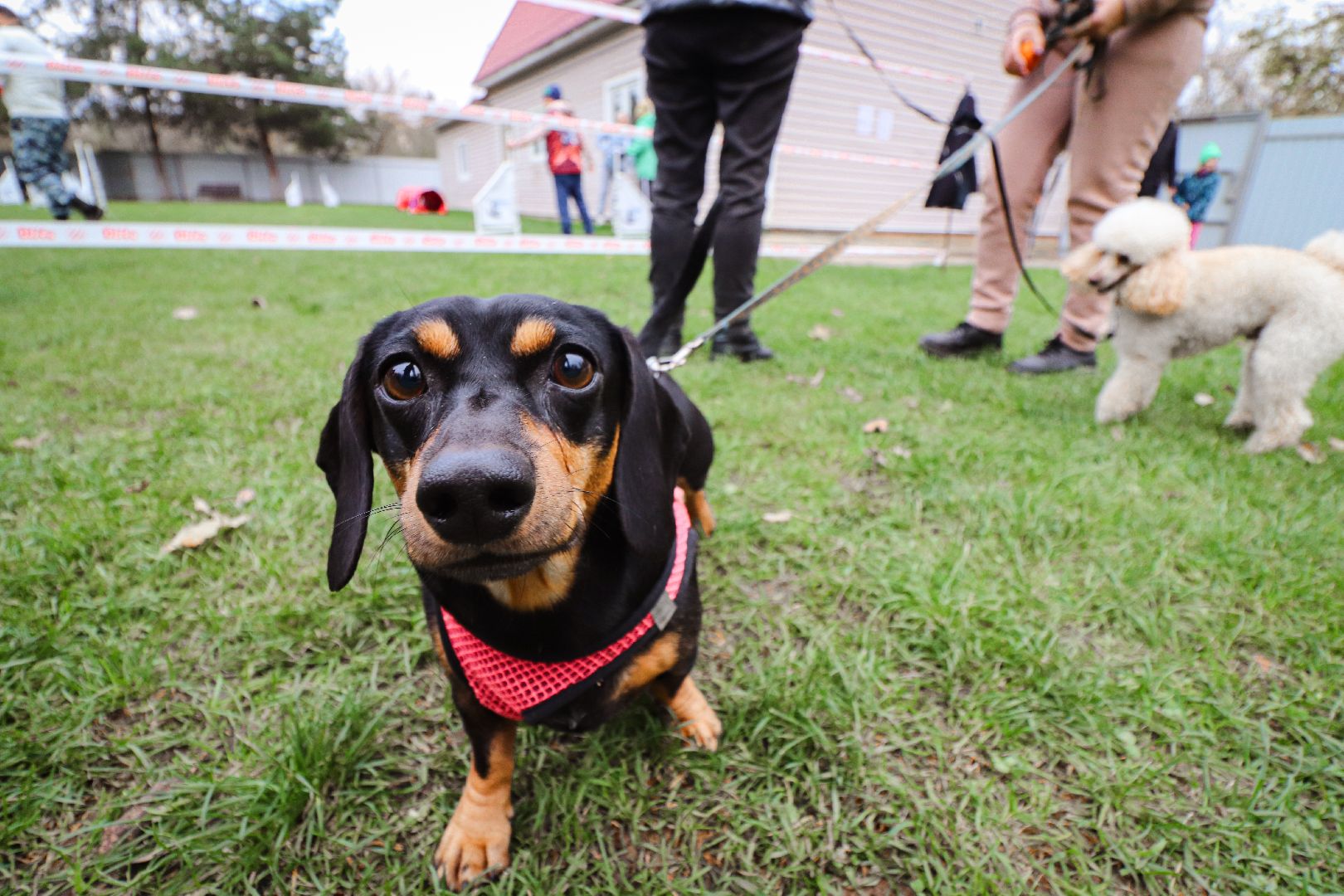 Клин, общество, спорт, собаки, аджилити,