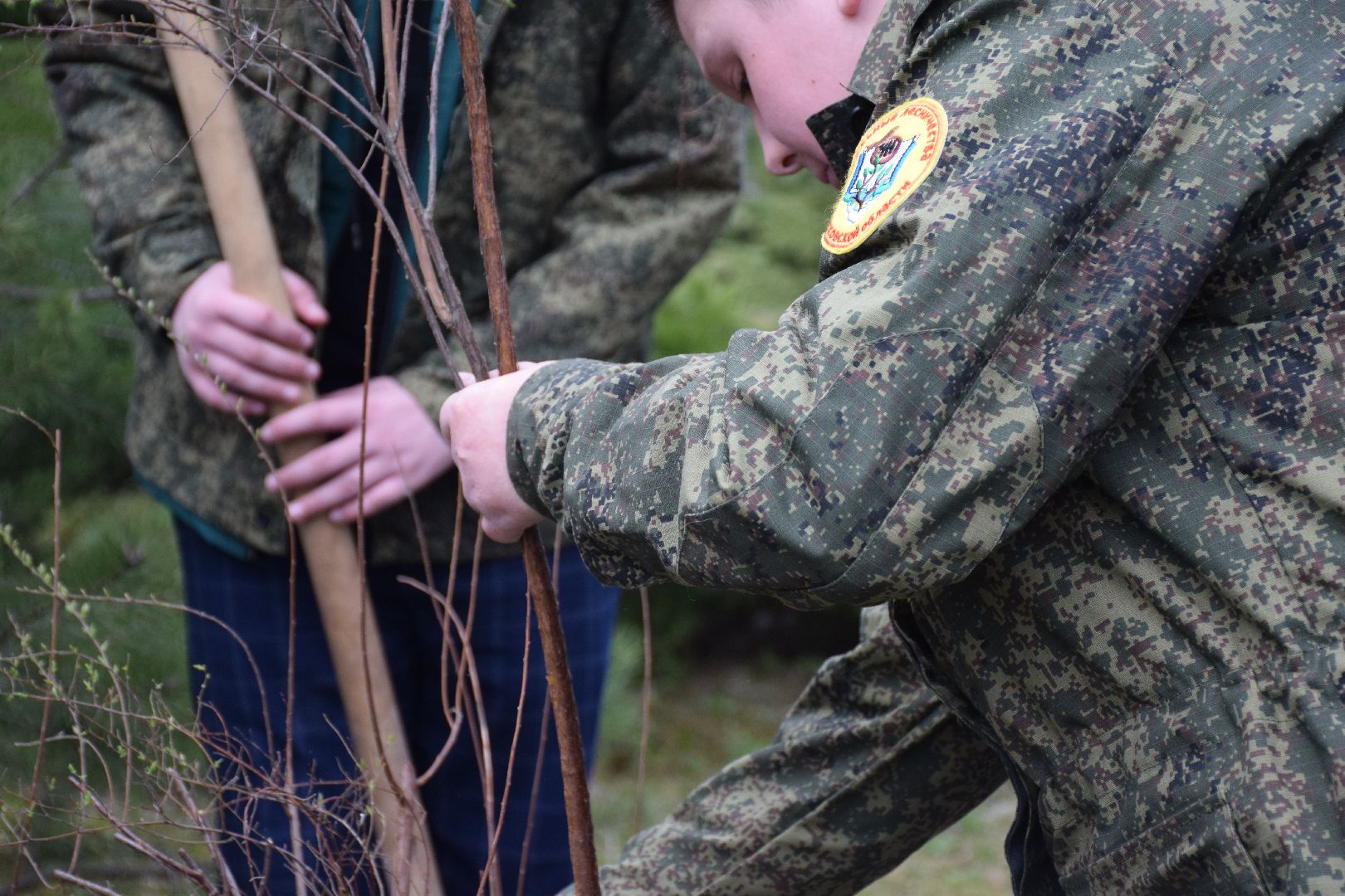 Павловский Посад, городской округ Павловский Посад, кустарники, школа, благоустройство