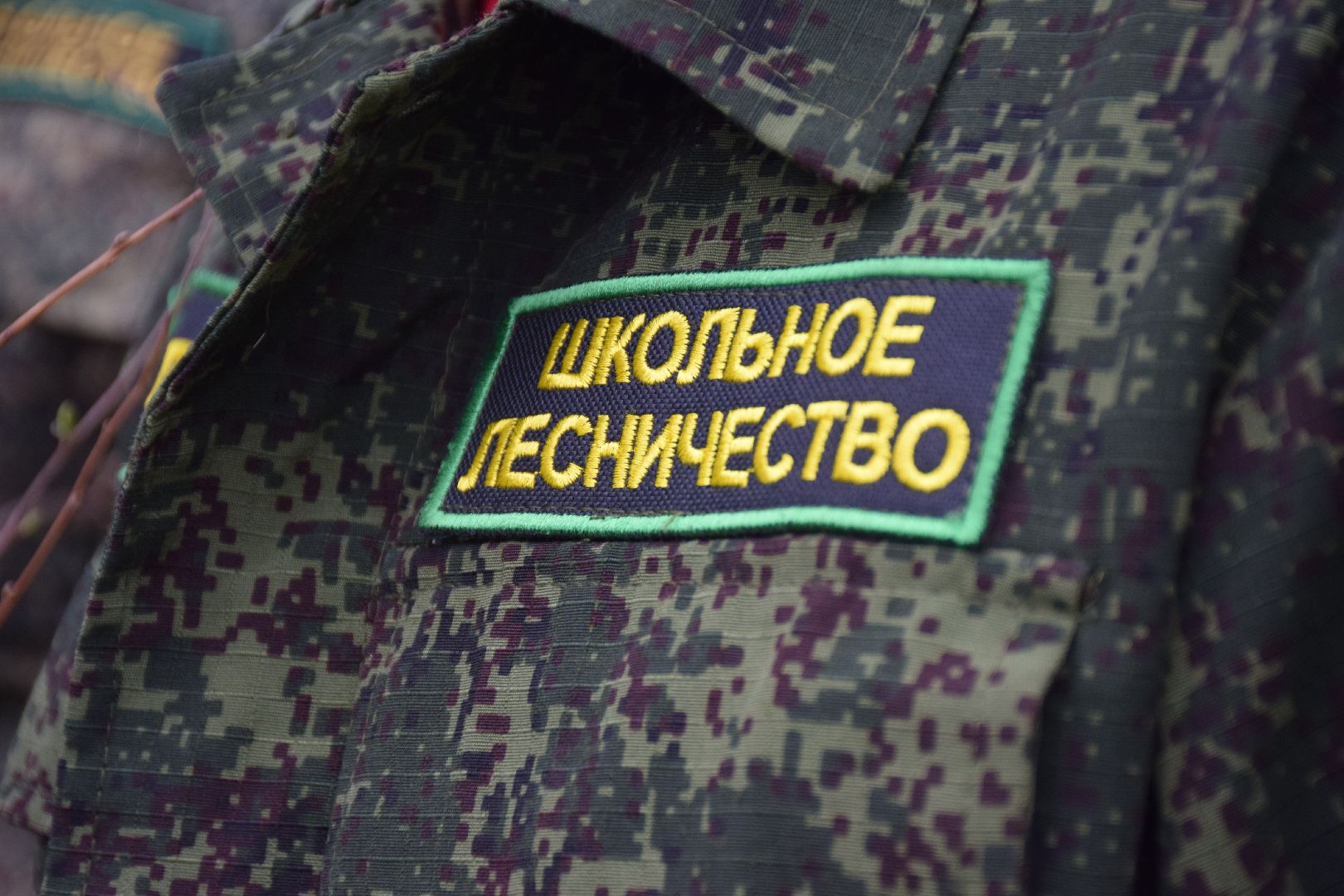 Павловский Посад, городской округ Павловский Посад, кустарники, школа, благоустройство