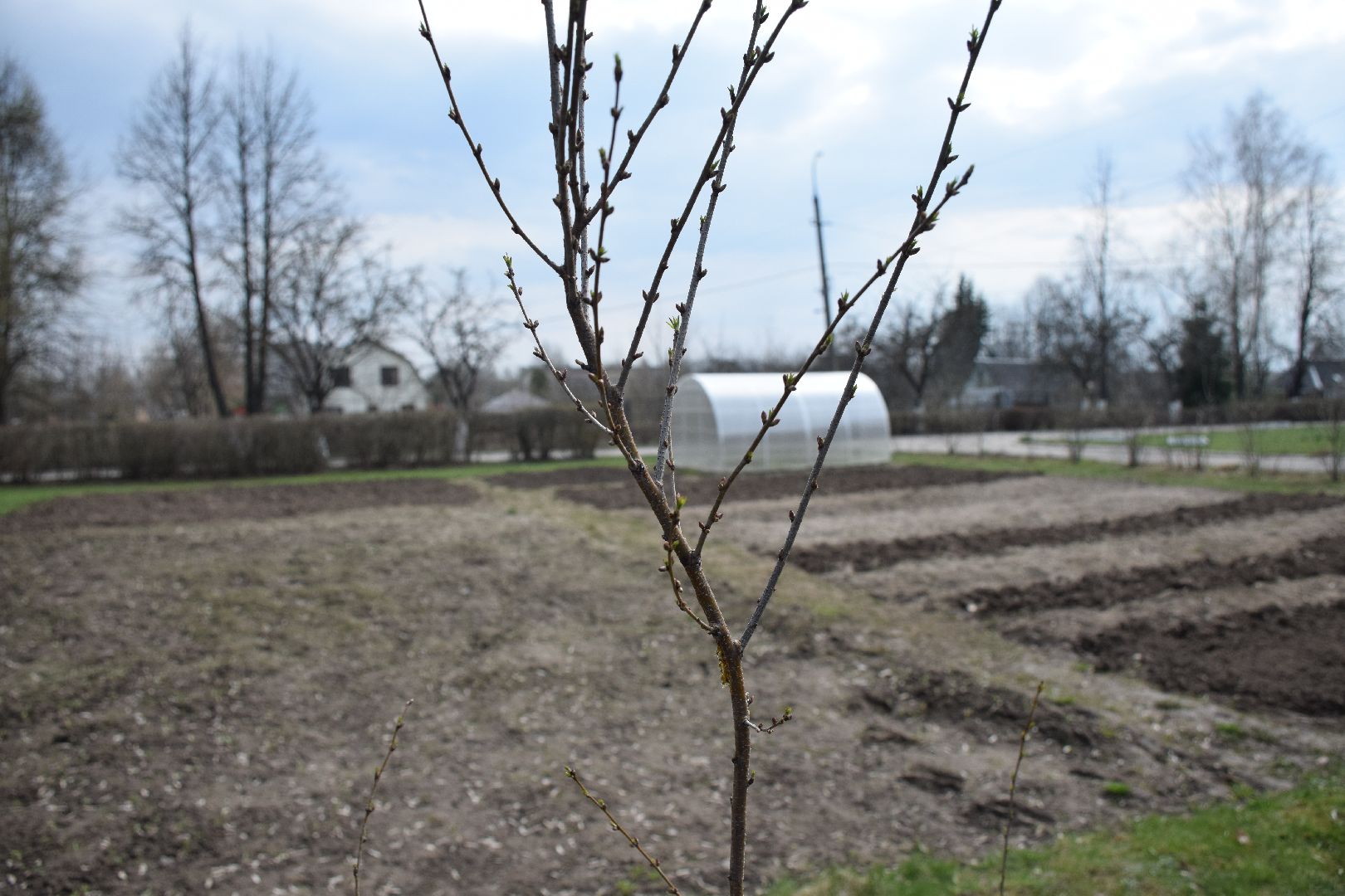 Павловский Посад, городской округ Павловский Посад, кустарники, школа, благоустройство