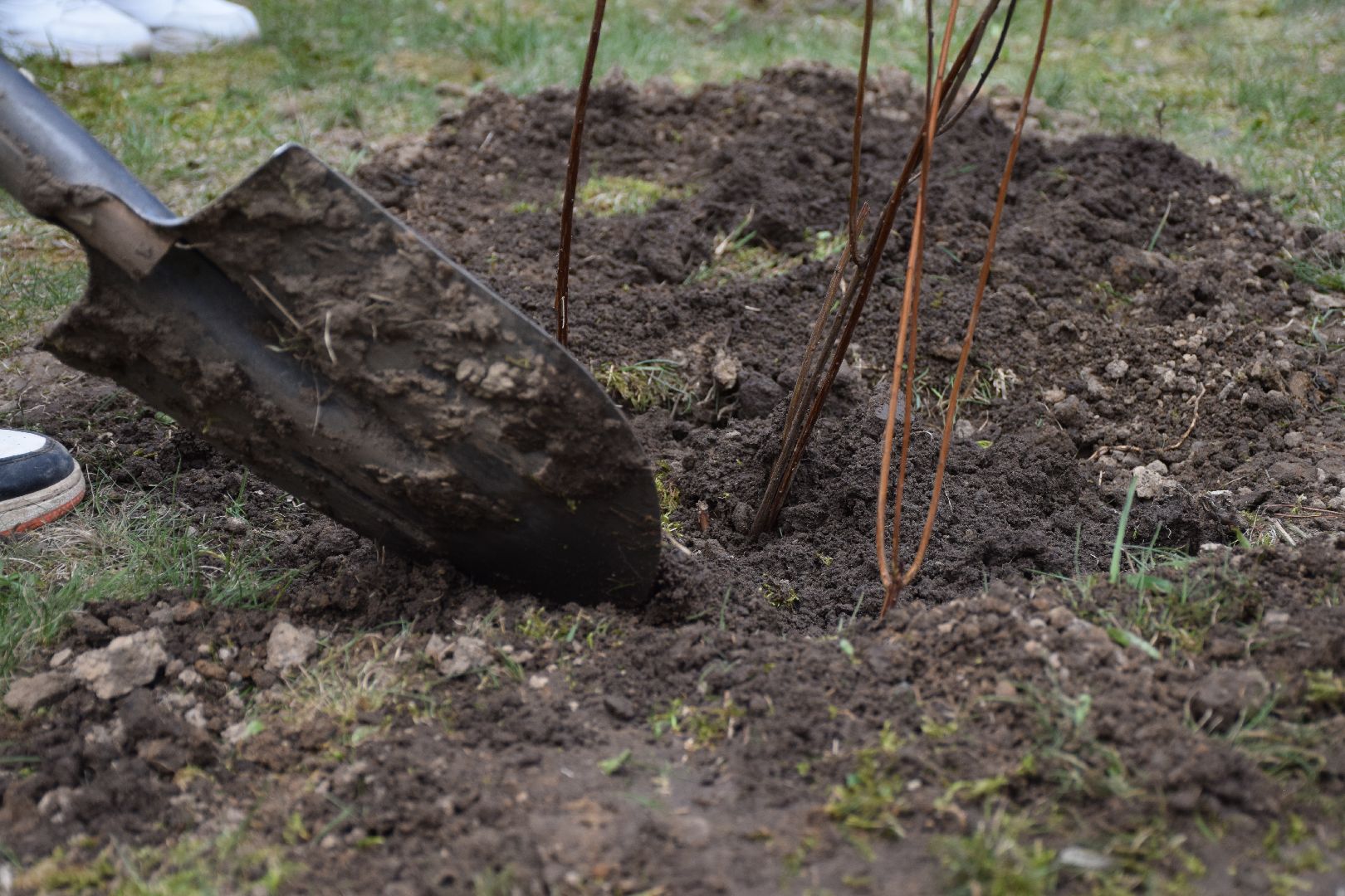 Павловский Посад, городской округ Павловский Посад, кустарники, школа, благоустройство