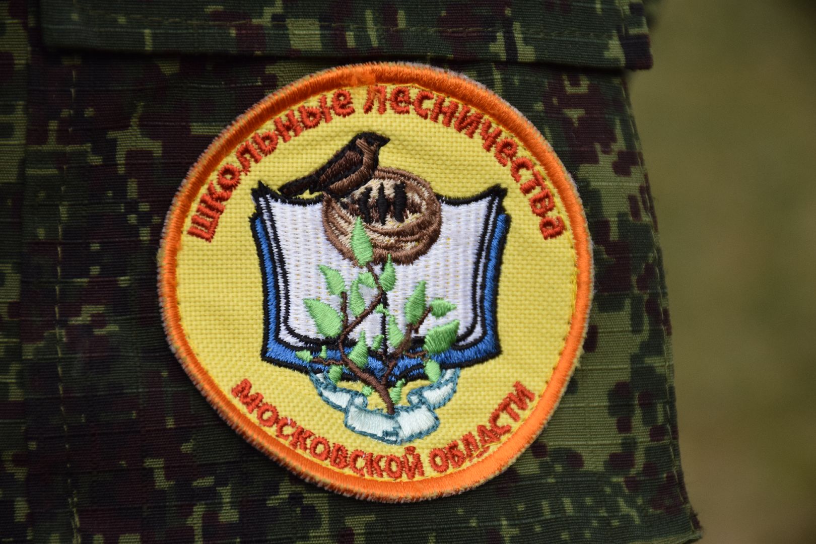 Павловский Посад, городской округ Павловский Посад, кустарники, школа, благоустройство