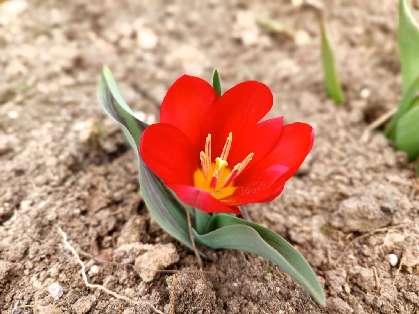 Можайск, Можайский городской округ, Подмосковье, субботник, волонтеры, студенты, Никольский собор