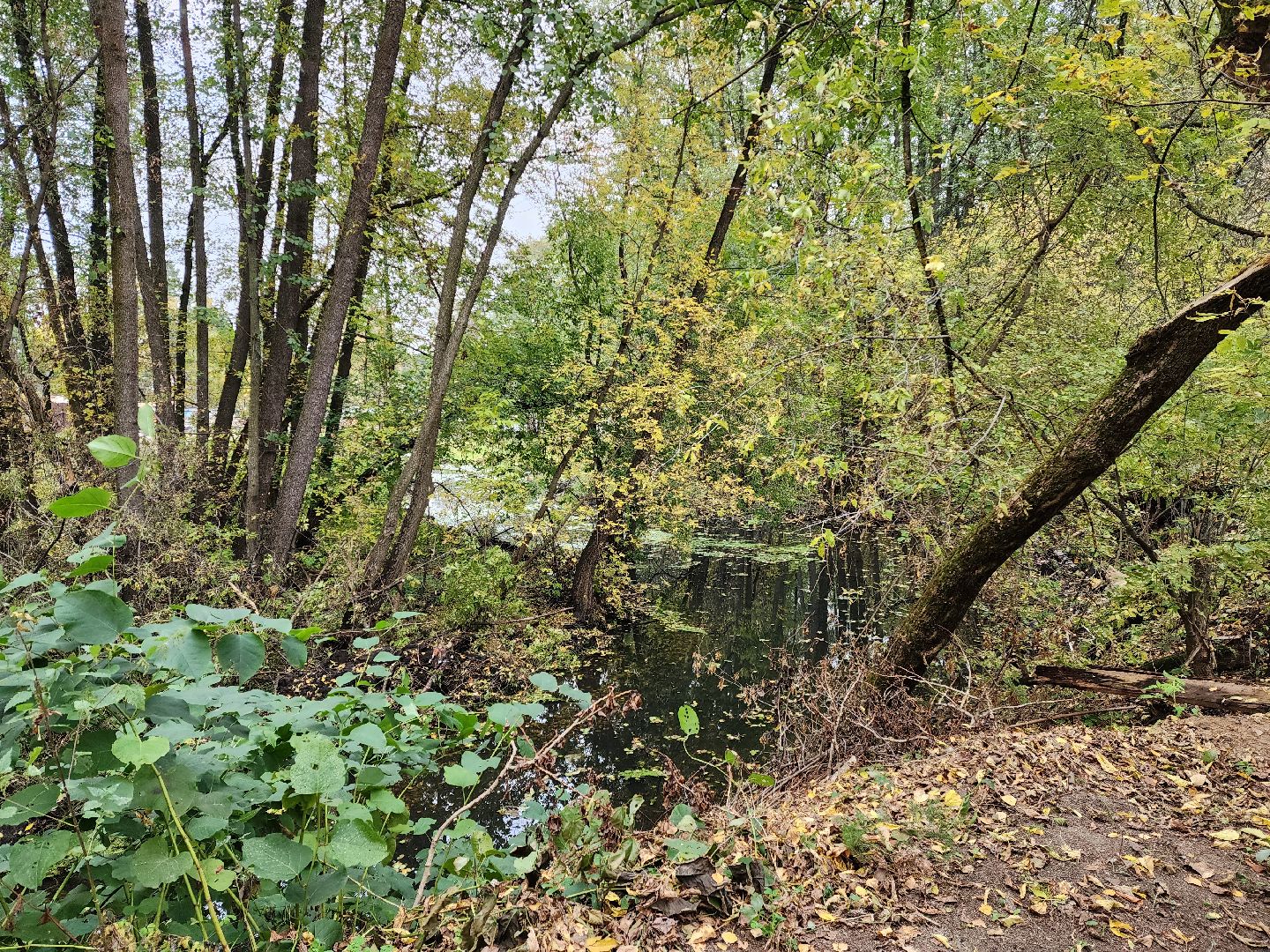 раменское, экология, очистка реки Македонка в Удельной,