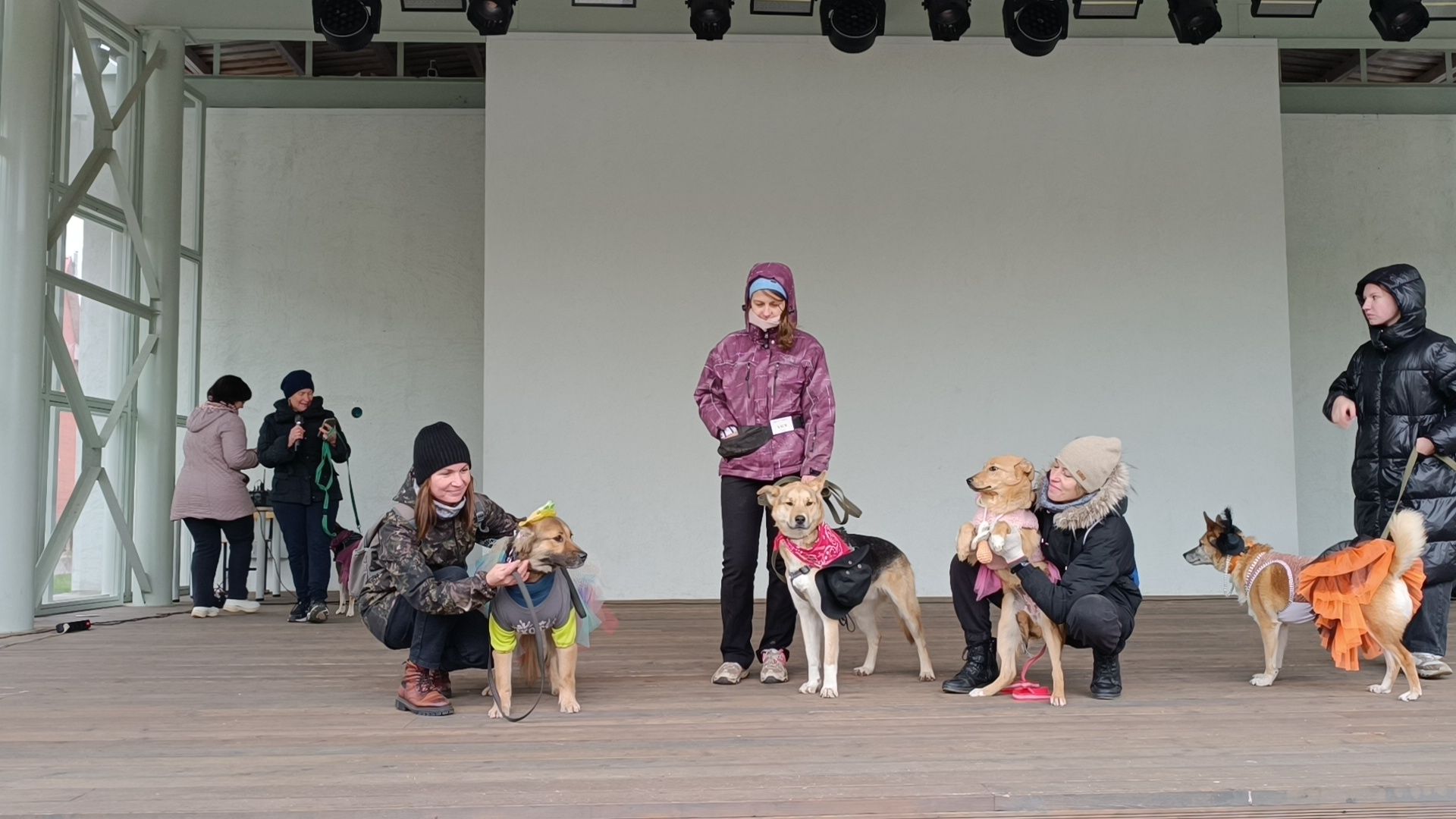 собака, лобня, приют для собак,