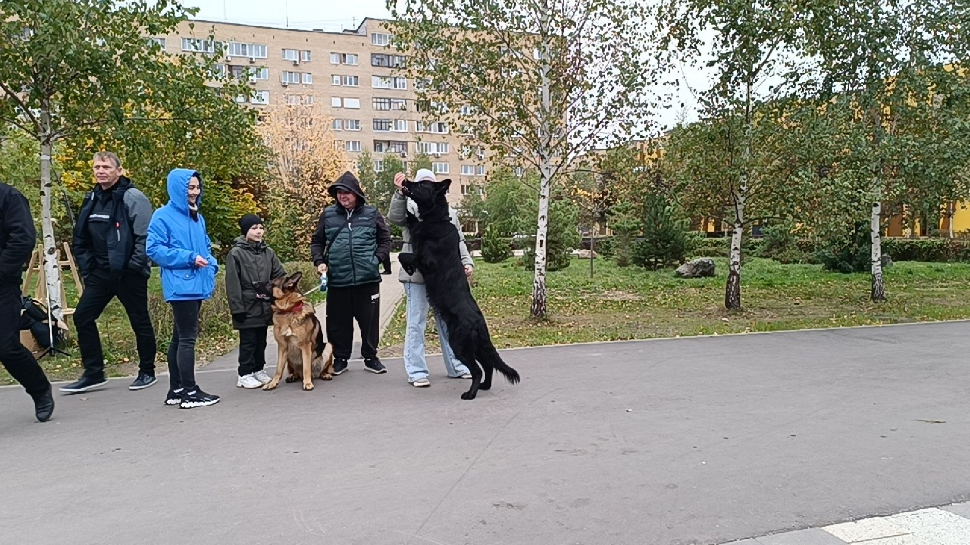 собака, лобня, приют для собак,