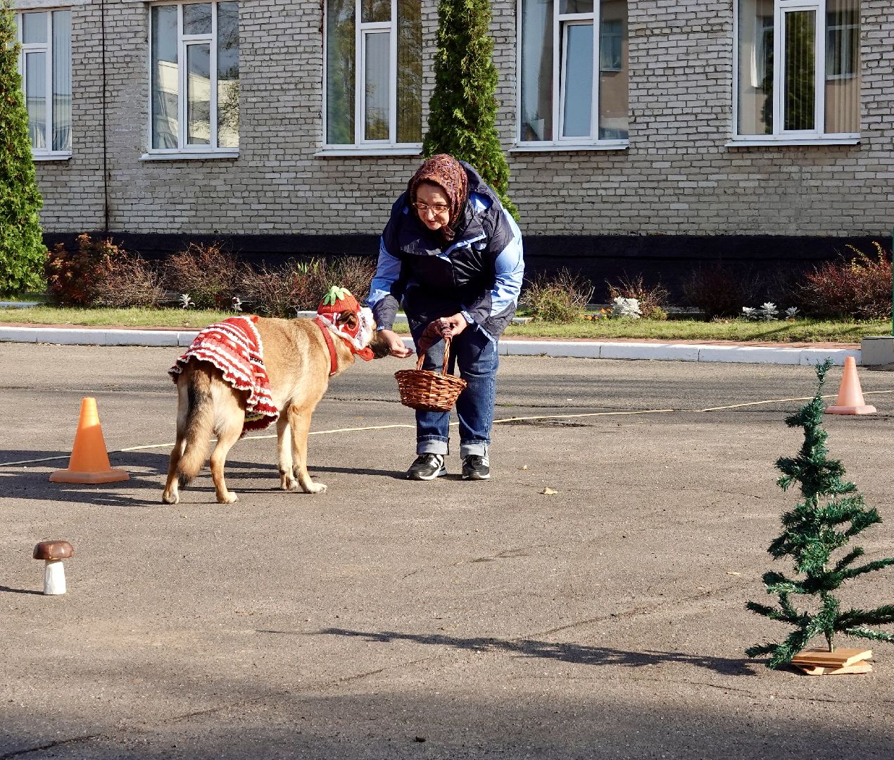 Военный госпиталь, Сергиев Посад, Кинологический центр, Собаки, Медицина, Психология, Сергиево-Посадский городской округ,