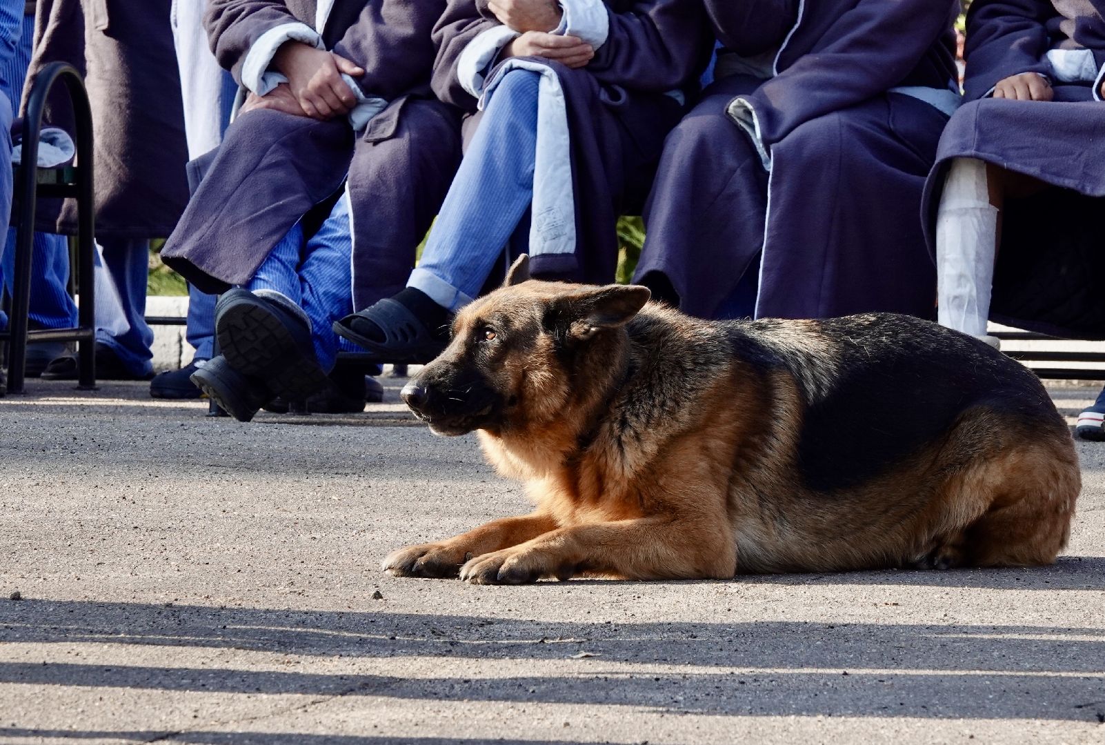 Военный госпиталь, Сергиев Посад, Кинологический центр, Собаки, Медицина, Психология, Сергиево-Посадский городской округ,