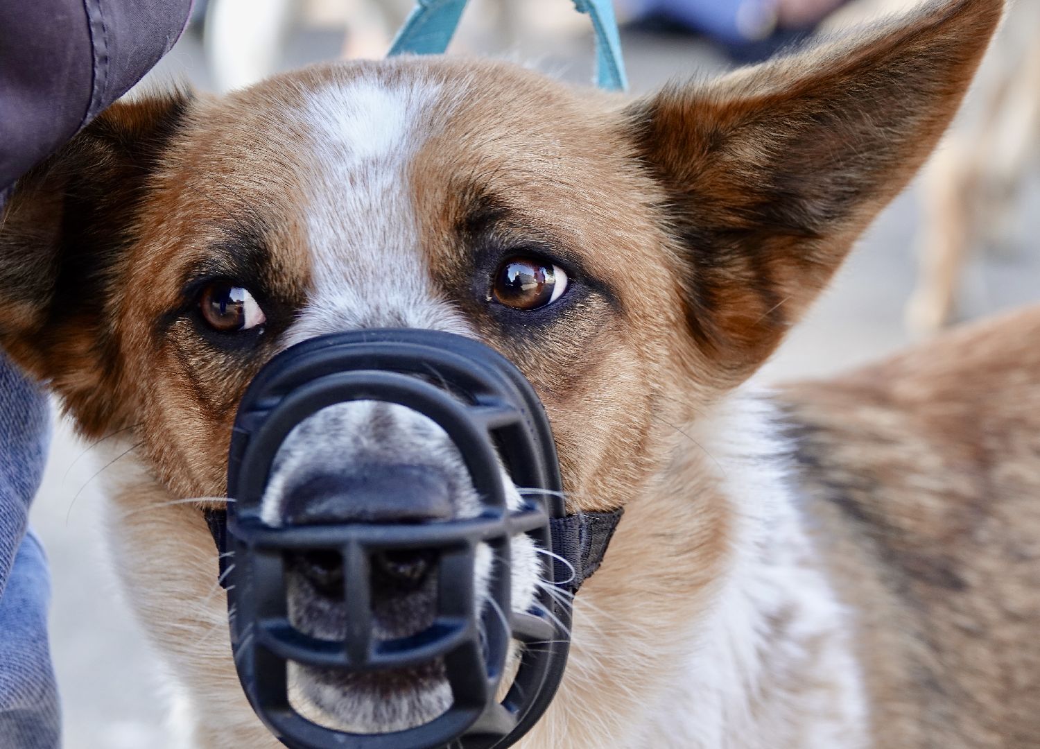 Военный госпиталь, Сергиев Посад, Кинологический центр, Собаки, Медицина, Психология, Сергиево-Посадский городской округ,