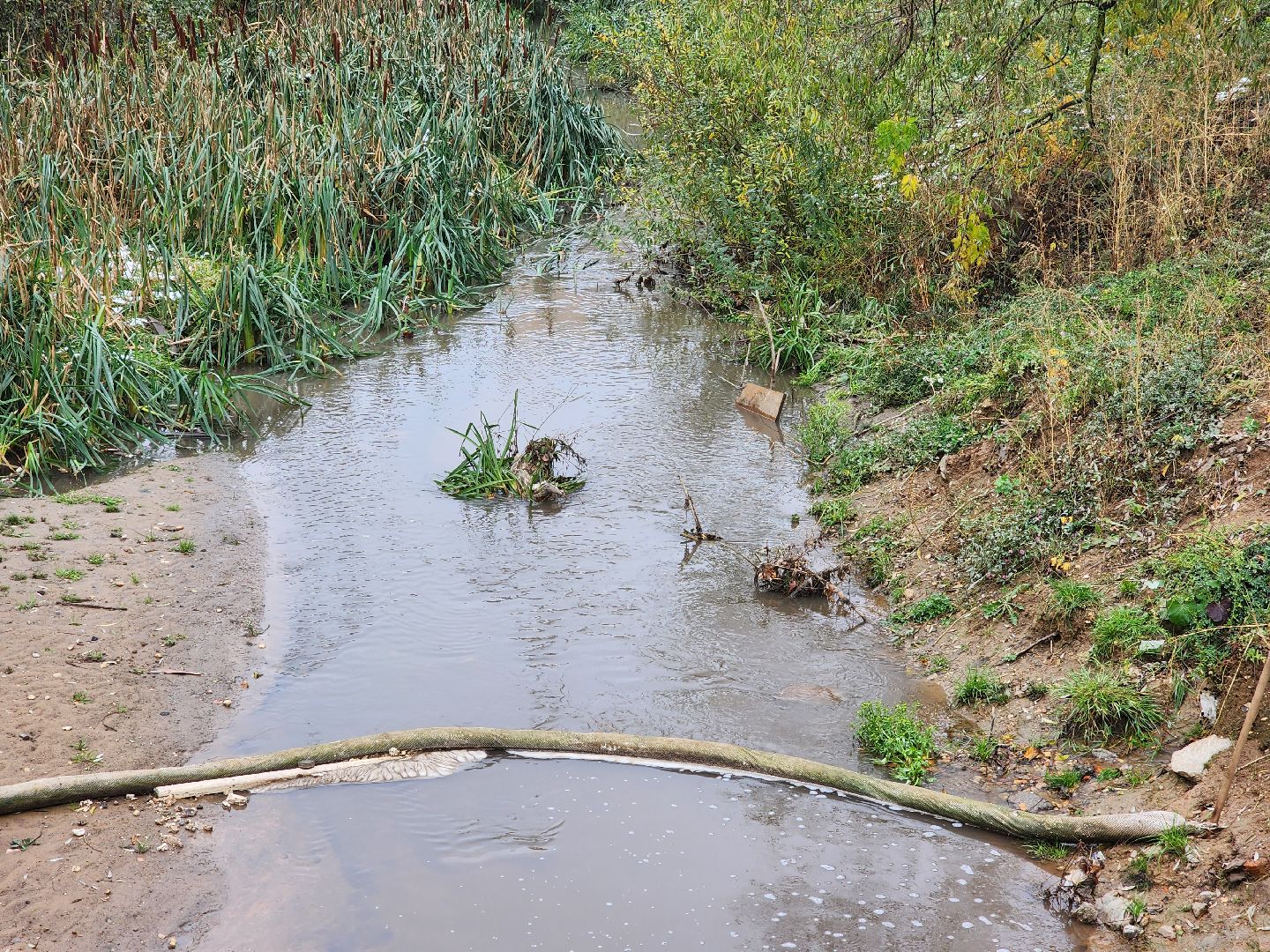 одинцово, глазынинский пруд, губкинский пруд, экология, загрязнение,