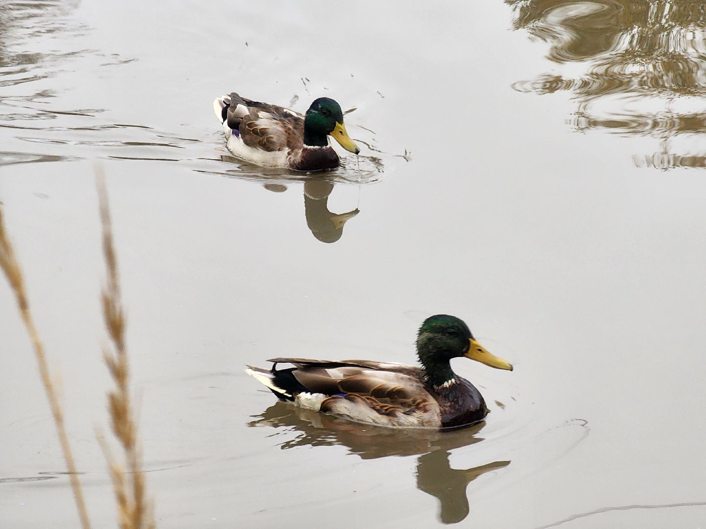одинцово, глазынинский пруд, губкинский пруд, экология, загрязнение,