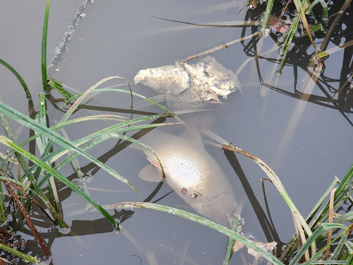 одинцово, глазынинский пруд, губкинский пруд, экология, загрязнение,