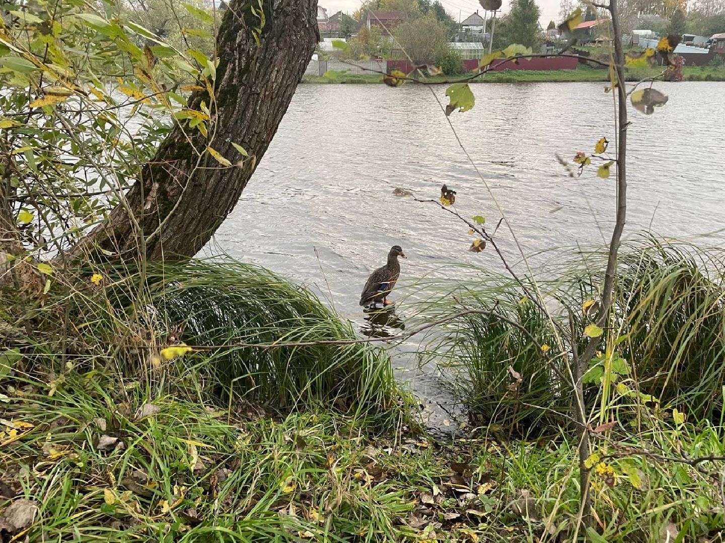 Дмитров, Орудьевская подсадная, Охота,