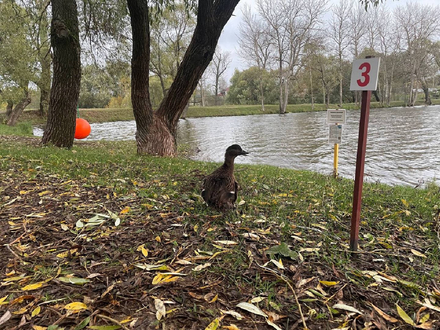 Дмитров, Орудьевская подсадная, Охота,
