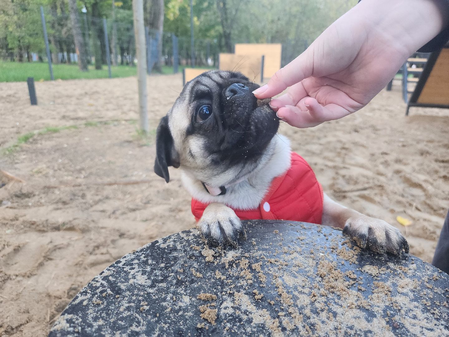 Коломна, площадка для выгула собак, благоустройство, питомцы, собака,