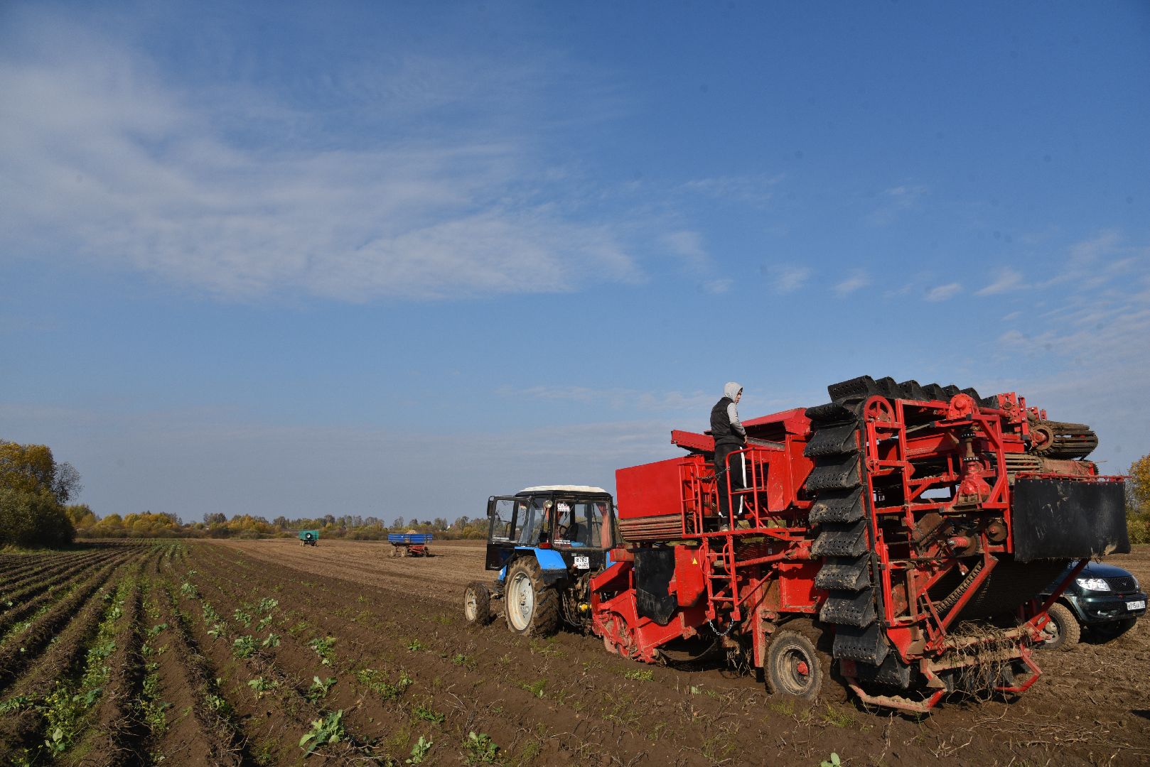 лотошино, сельское хозяйство, картофель,