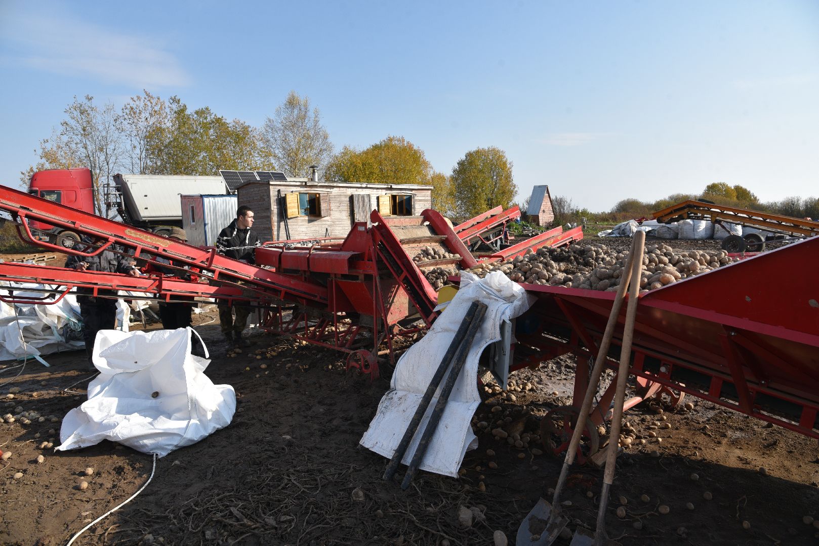 лотошино, сельское хозяйство, картофель,