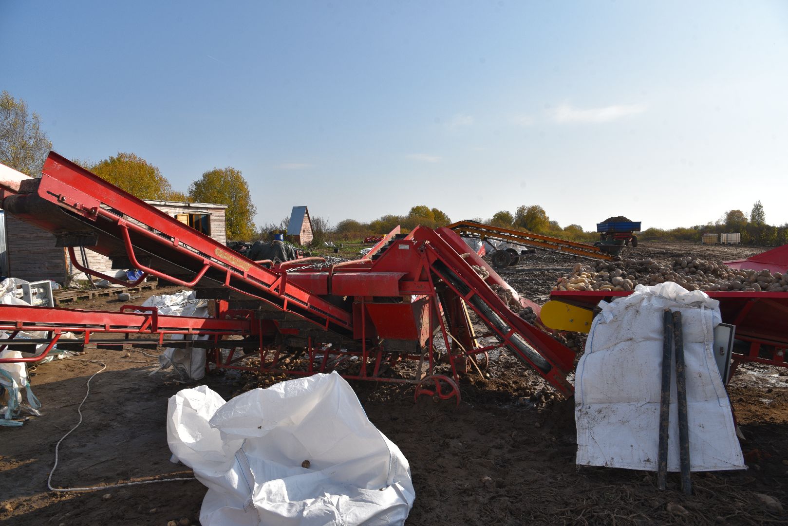лотошино, сельское хозяйство, картофель,