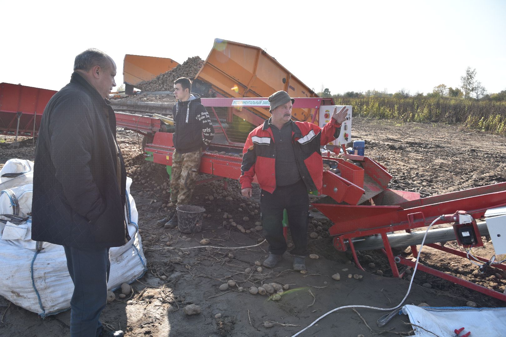 лотошино, сельское хозяйство, картофель,