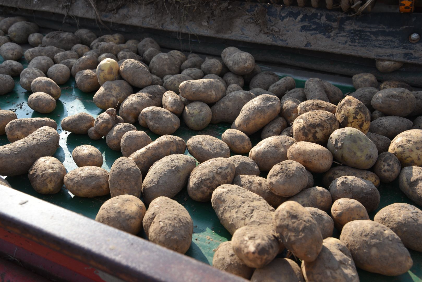 лотошино, сельское хозяйство, картофель,