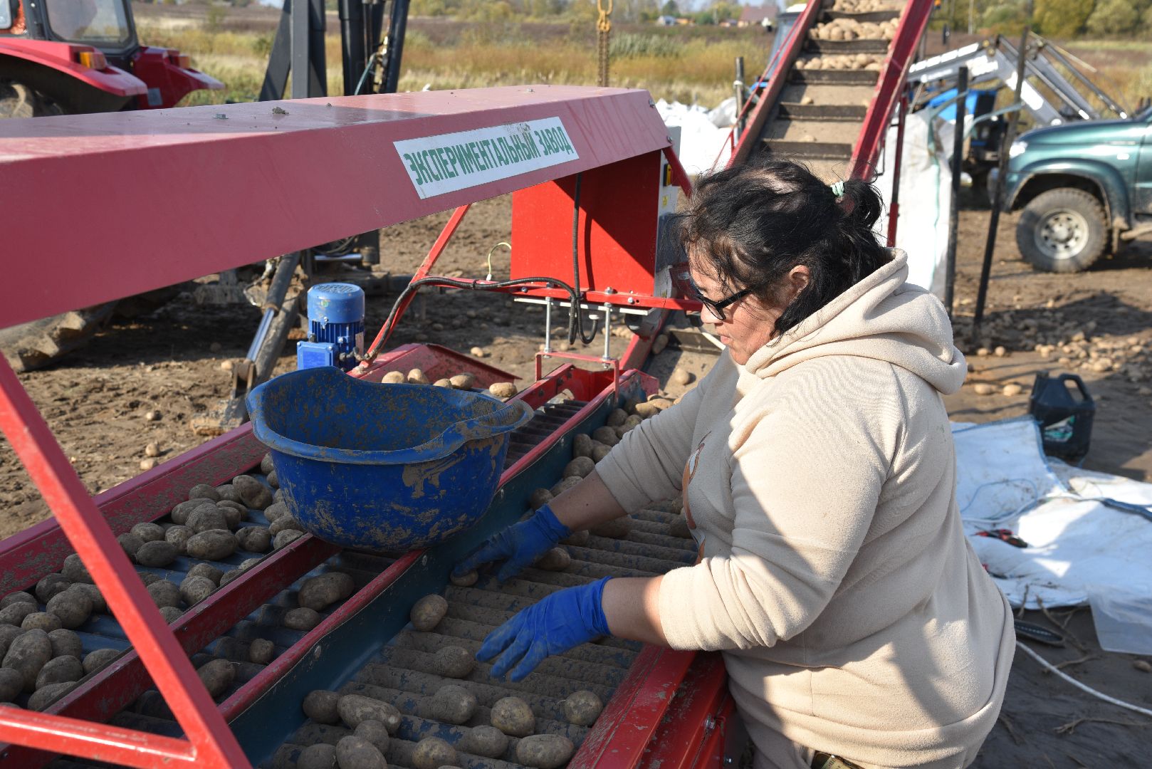 лотошино, сельское хозяйство, картофель,