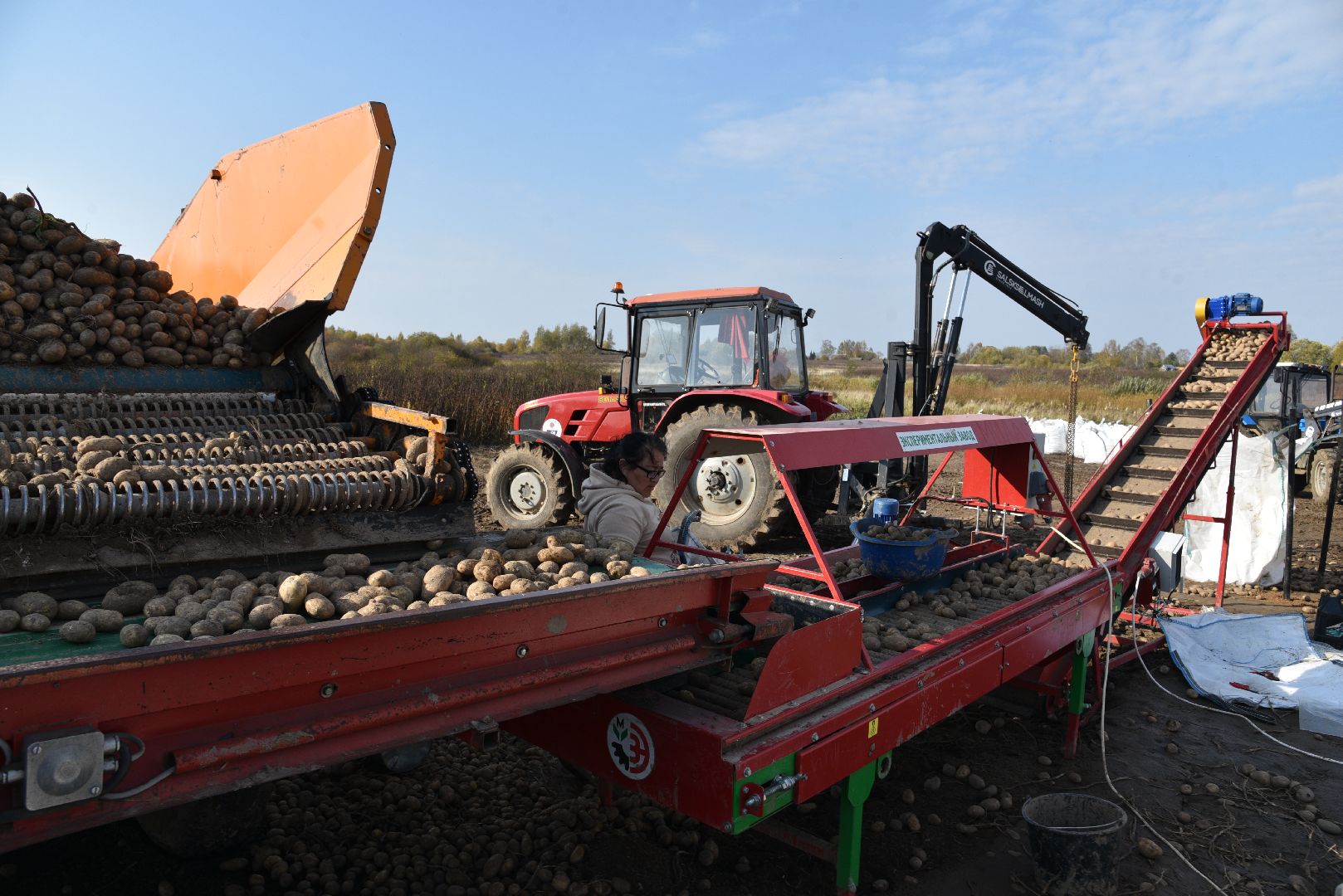 лотошино, сельское хозяйство, картофель,