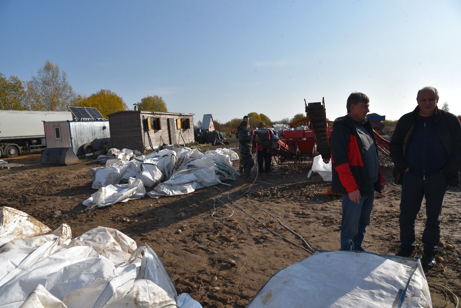 лотошино, сельское хозяйство, картофель,