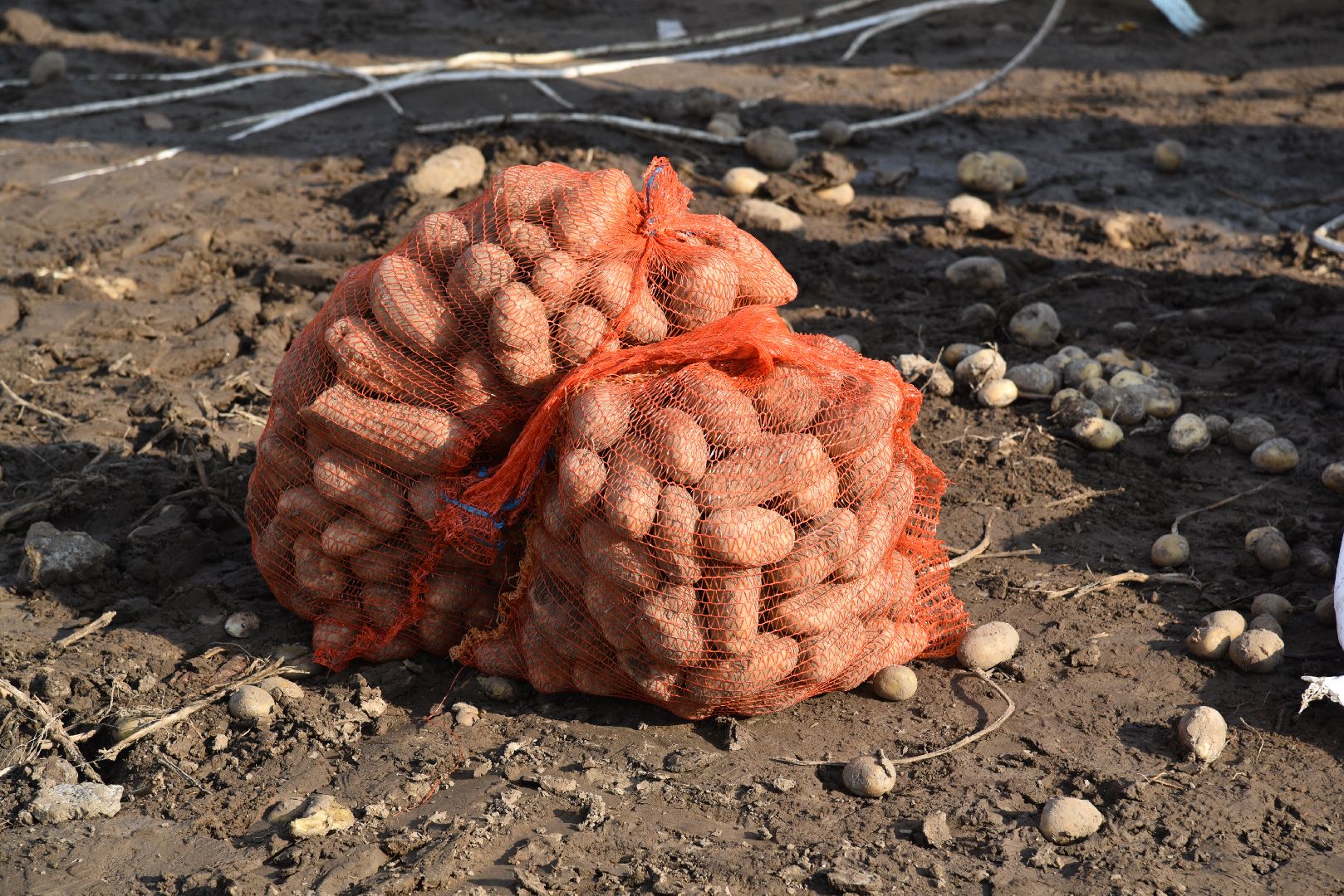 лотошино, сельское хозяйство, картофель,