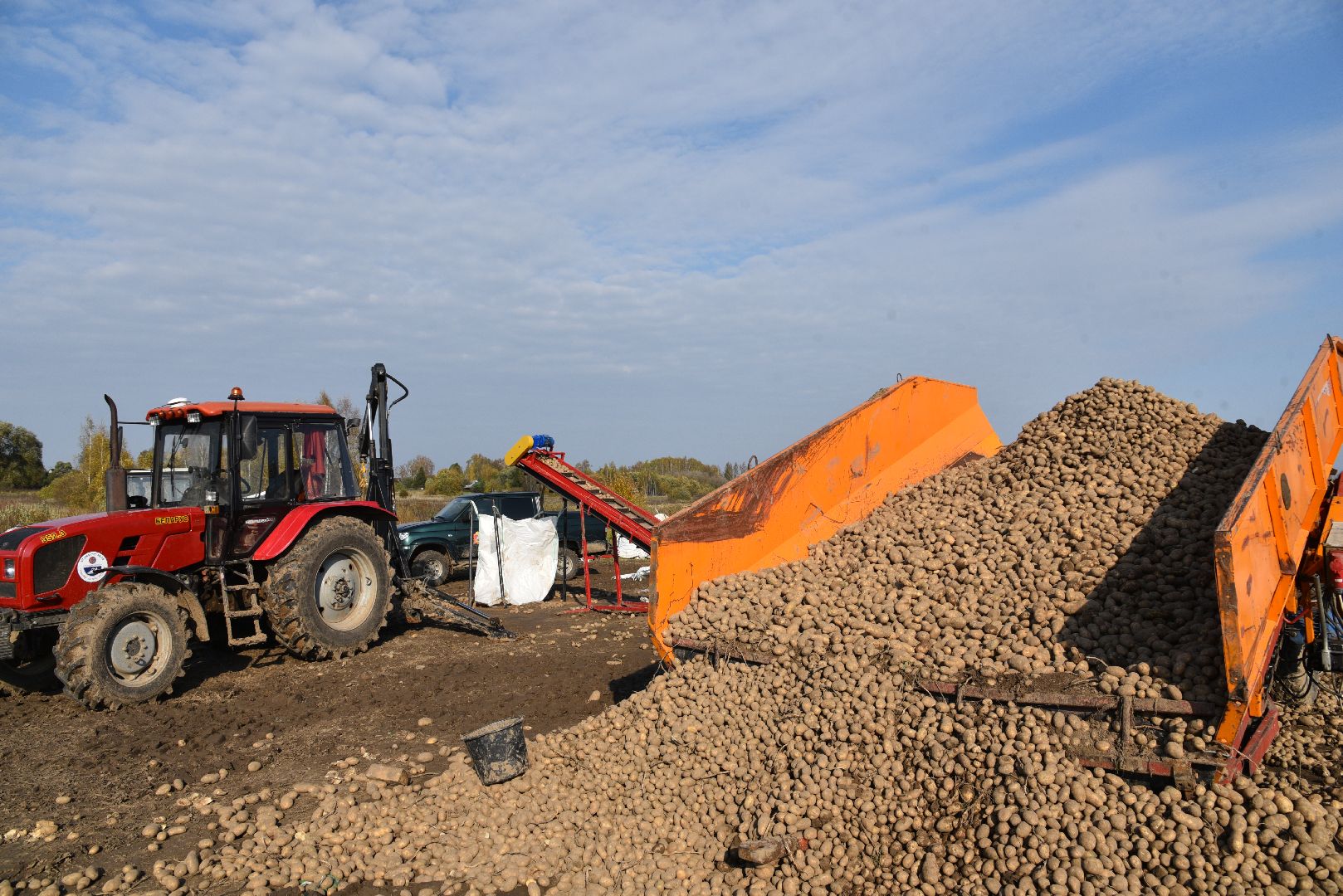 лотошино, сельское хозяйство, картофель,