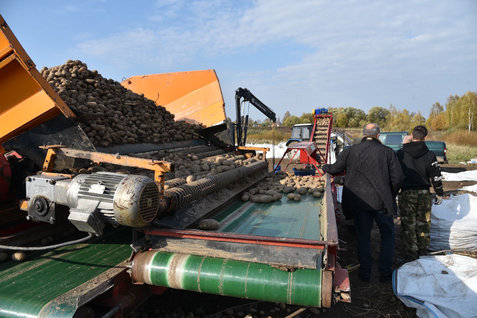 лотошино, сельское хозяйство, картофель,