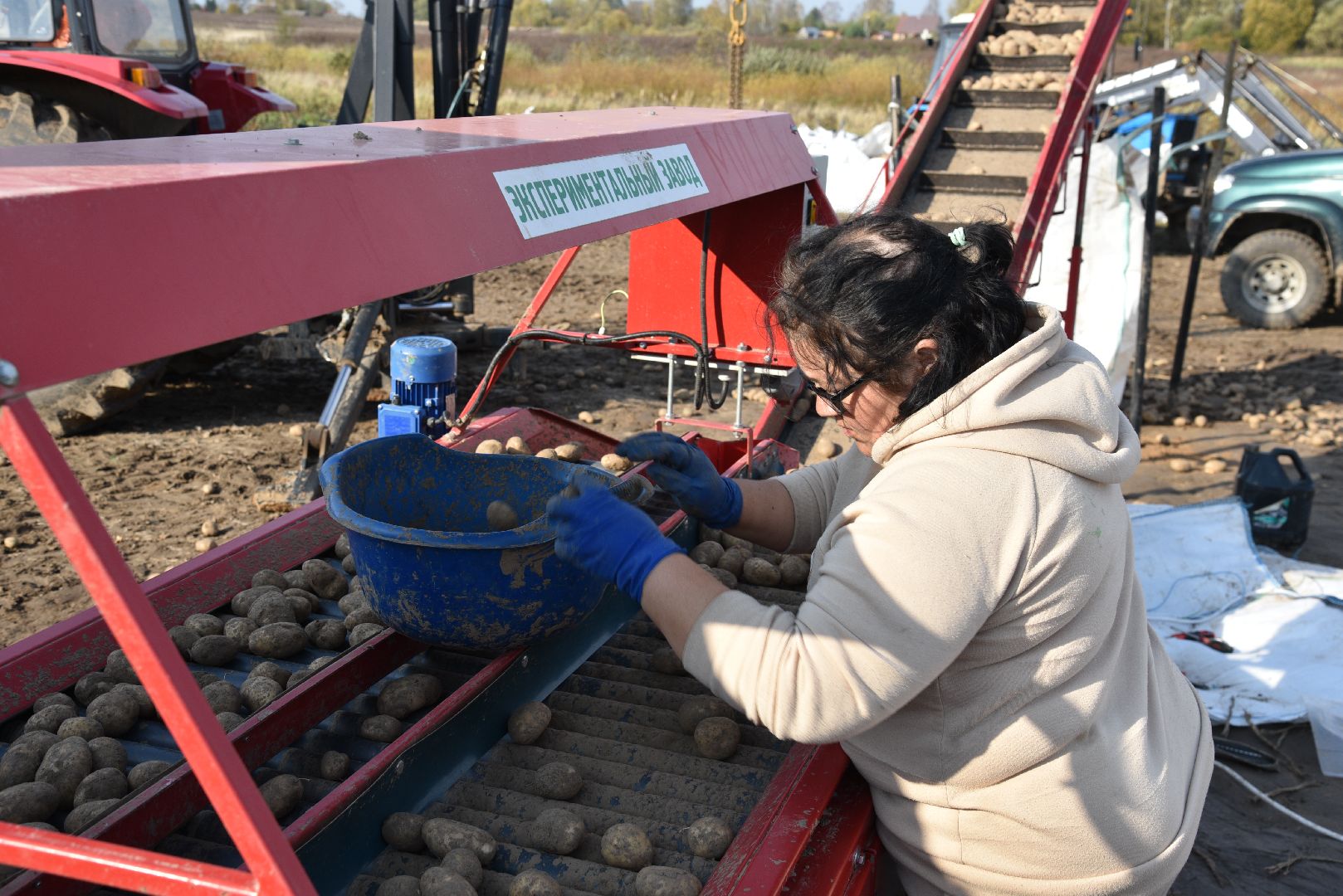 лотошино, сельское хозяйство, картофель,