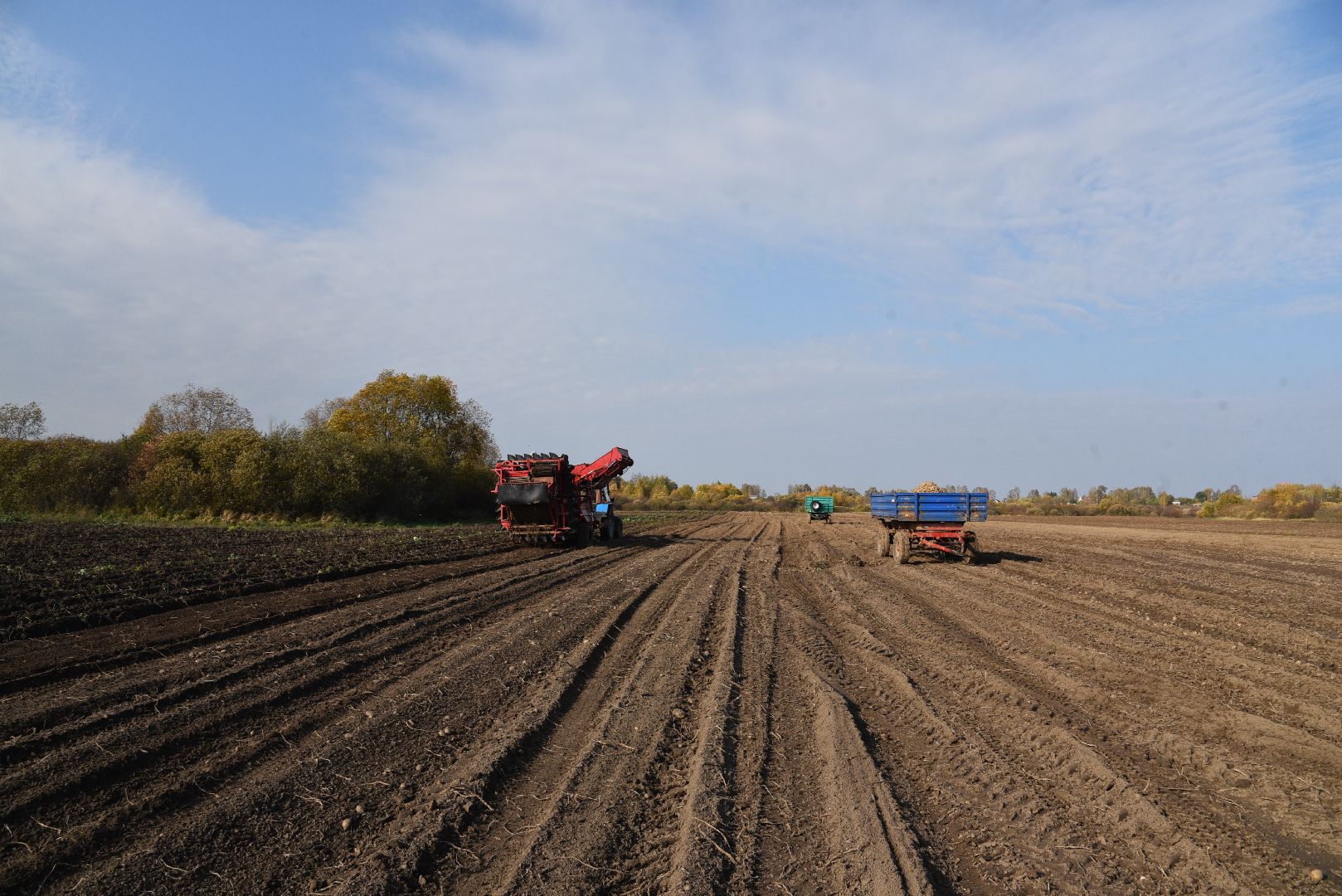 лотошино, сельское хозяйство, картофель,