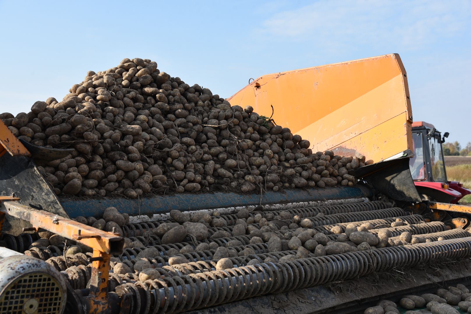 лотошино, сельское хозяйство, картофель,