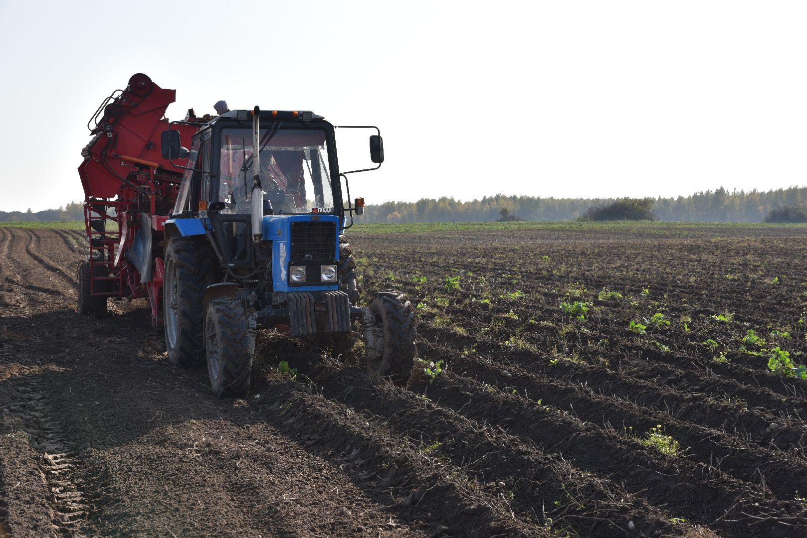 лотошино, сельское хозяйство, картофель,