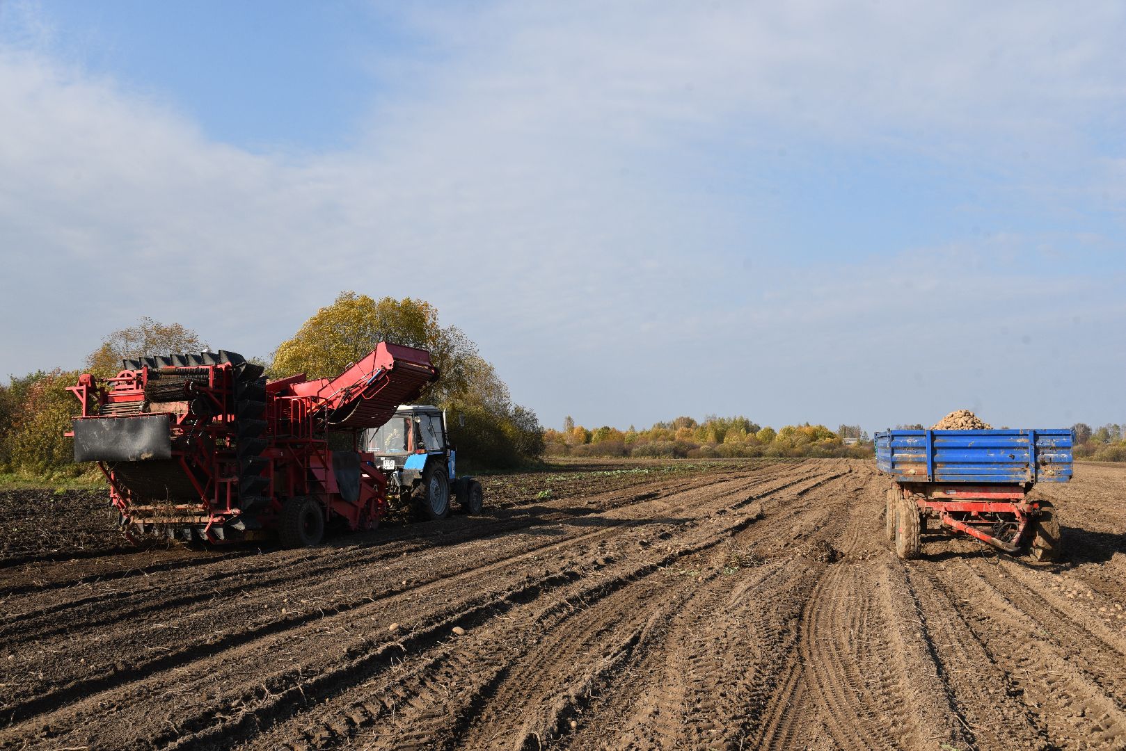 лотошино, сельское хозяйство, картофель,