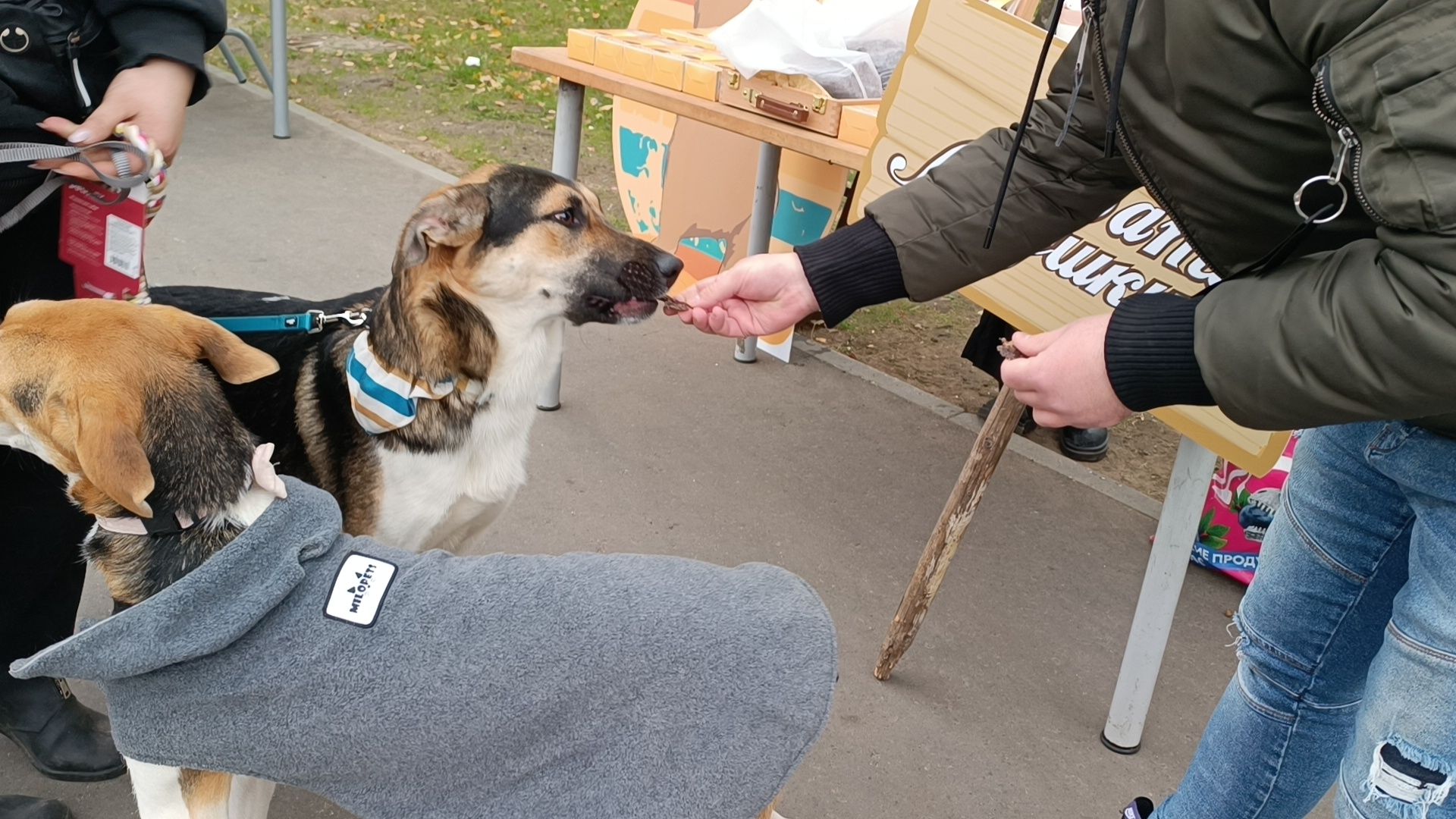 собака, парк, лобня,