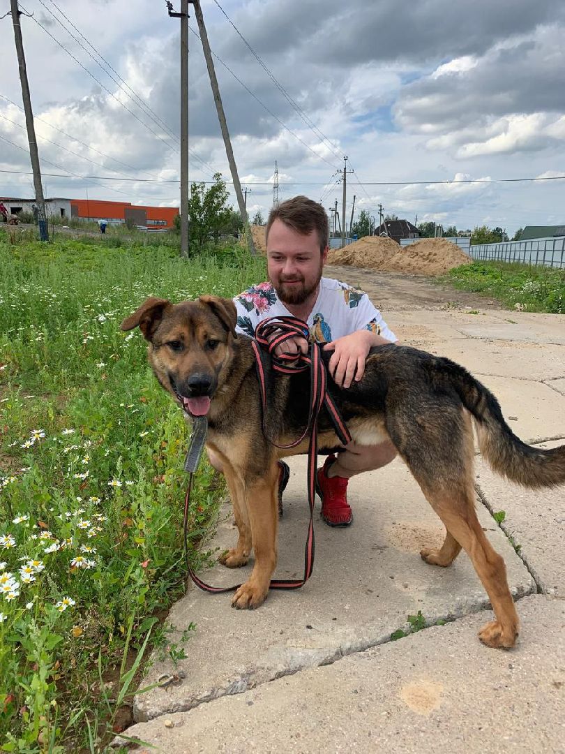 собака, парк, лобня,