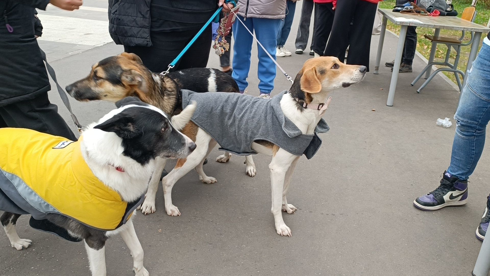 собака, парк, лобня,