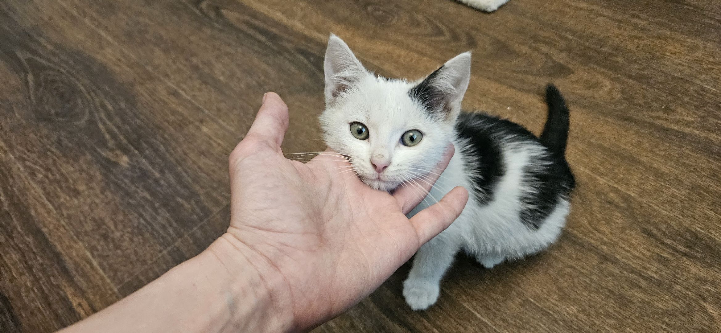 культура, образование, детская библиотека, Жуковский, музей,