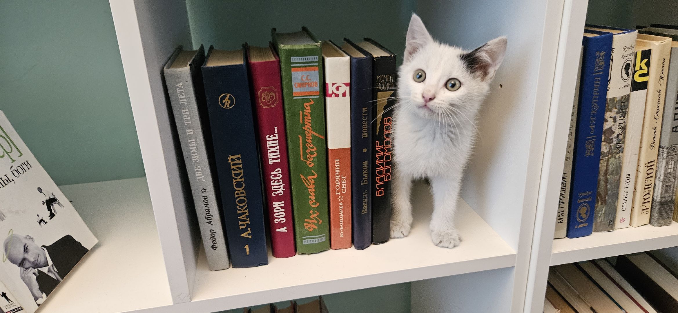 культура, образование, детская библиотека, Жуковский, музей,